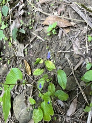 Rhynchoglossum obliquum