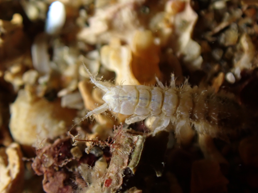 Apseudidae