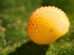 Acraspis quercushirta