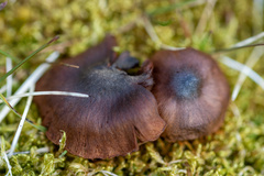 Entoloma sericeum