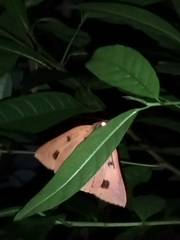 Thyas juno