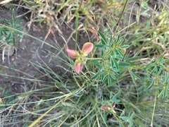 Crotalaria pumila