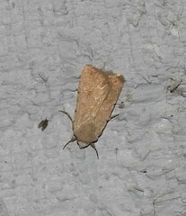 Caradrina montana
