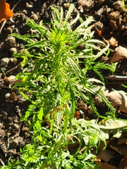 Artemisia biennis