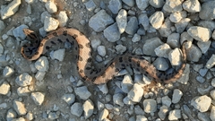 Sistrurus miliarius streckeri