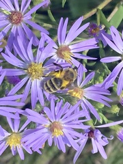 Andrena hirticincta