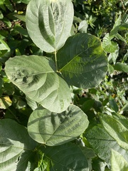 Pueraria montana