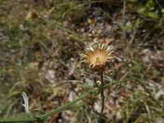 Centaurea arrigonii