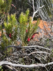 Erica plukenetii