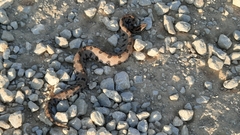 Sistrurus miliarius streckeri