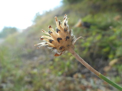 Centaurea arrigonii