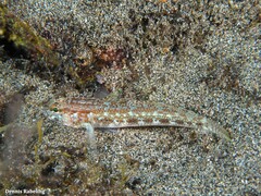 Gobius gasteveni