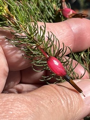 Erica plukenetii
