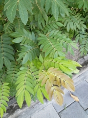 Calliandra tergemina emarginata