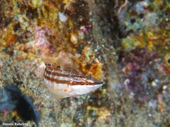 Serranus papilionaceus