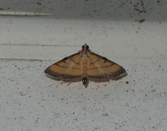 Cnaphalocrocis medinalis