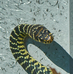 Hierophis viridiflavus