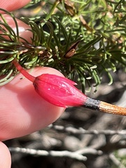 Erica plukenetii