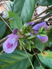 Clitoria selloi