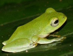 Zhangixalus taipeianus