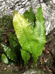 Leptochilus hemionitideus