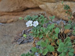 Erodium corsicum