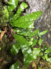 Leptochilus hemionitideus
