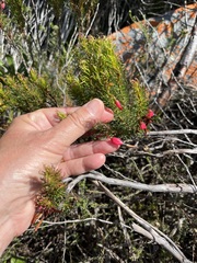 Erica plukenetii