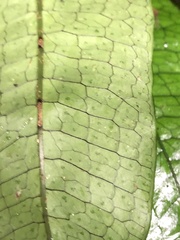 Leptochilus hemionitideus
