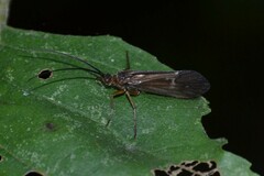 Anabolia nervosa
