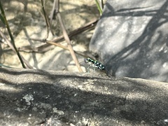 Cosmodela batesi