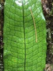 Leptochilus hemionitideus