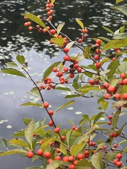 Ilex verticillata