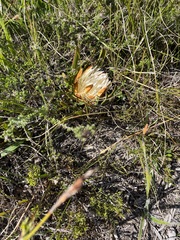 Protea aspera