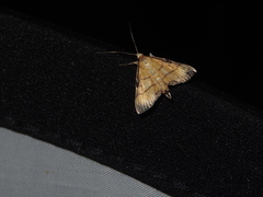 Cnaphalocrocis medinalis