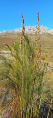 Restionaceae