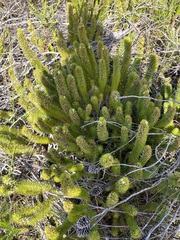 Aspalathus alopecurus