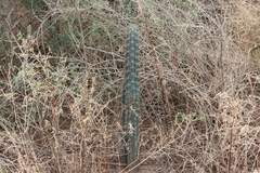 Cereus aethiops