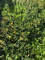 Arachis hypogaea