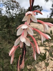 Watsonia fourcadei