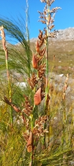 Restionaceae