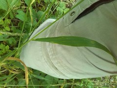 Elymus caninus