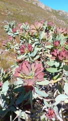 Protea nitida