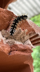 Colobura dirce