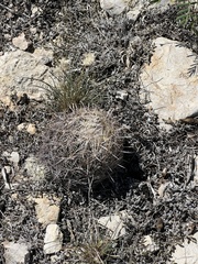 Coryphantha echinus