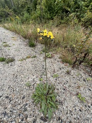 Hieracium maculatum