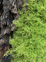 Thuidiopsis sparsa