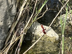 Neurothemis taiwanensis