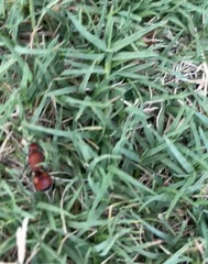 Dasymutilla bioculata