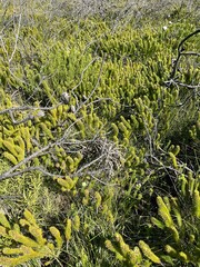 Aspalathus alopecurus